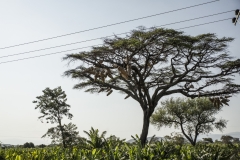 Ethiopie-332