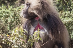Ethiopie-388