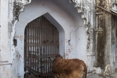 Rajasthan-464