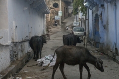 Rajasthan-471