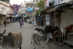 Rajasthan-473